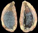 Triassic Fossil Fish In Nodule (Pos/Neg) - Madagascar #53656-2